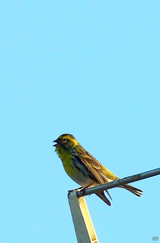 Oiseaux Serin Cini