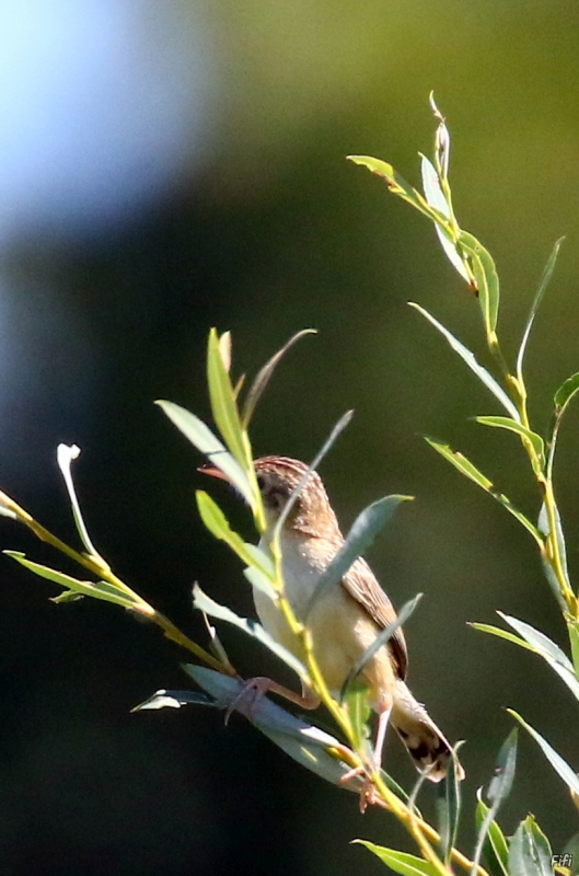 Oiseaux Cisticole des joncs