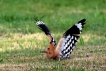 Oiseaux Huppe fasciée (Upupa epops)