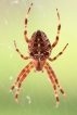 Araignées Epeire diadème (Araneus diadematus)