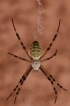 Araignées Argiope frelon (Bruennichi)