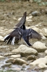 Oiseaux Bergeronnette grise (Motacilla alba)