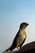 Oiseaux Moineau soulcie (Petronia petronia)