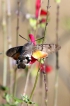 Insectes Moro-sphinx (Macroglossum stellatarum)