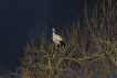 Oiseaux Cigogne blanche (Ciconia ciconia)