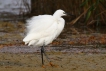 Oiseaux Aigrette garzette (Egretta garzetta)