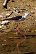 Oiseaux Echasse Blanche (Himantopus himantopus)