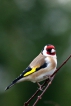 Oiseaux Chardonneret élégant (Carduelis carduelis)