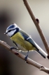 Oiseaux Mésange bleue (Cyanistes caeruleus)