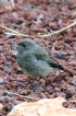 Oiseaux Rouge-queue noir juvénile (Phoenicurus ochruros)