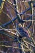 Oiseaux Bruant jaune femelle (Emberiza citrinella)