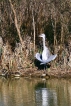 Oiseaux Héron cendré (Ardea cinerea)