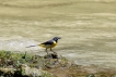 Oiseaux Bergeronnette des ruisseaux (Motacilla cinerea)