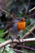 Oiseaux Rouge-gorge familier (Erithacus rubecula)