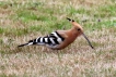 Oiseaux Huppe fasciée (Upupa epops)