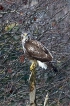 Oiseaux Buse variable (Buteo Buteo)