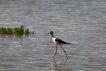 Oiseaux Echasse Blanche (Himantopus himantopus)