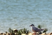 Oiseaux Sterne pierre-garin (Sterna hirundo)