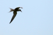 Oiseaux Sterne pierre-garin (Sterna hirundo)