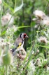 Oiseaux Chardonneret élégant (Carduelis carduelis)