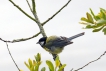 Oiseaux Mésange charbonnière (Parus major)