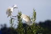 Oiseaux Héron garde-boeufs (Ardeola ibis)