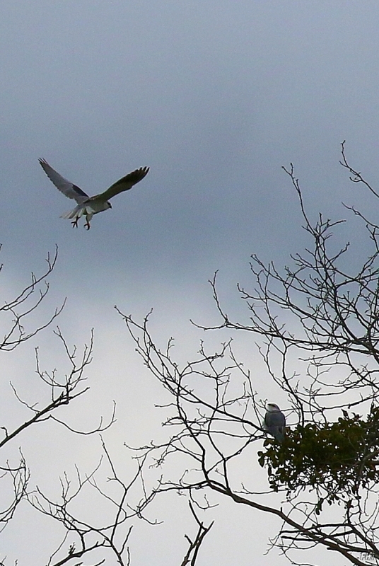 Photo Oiseaux Elanion blanc (Elanus caeruleus)