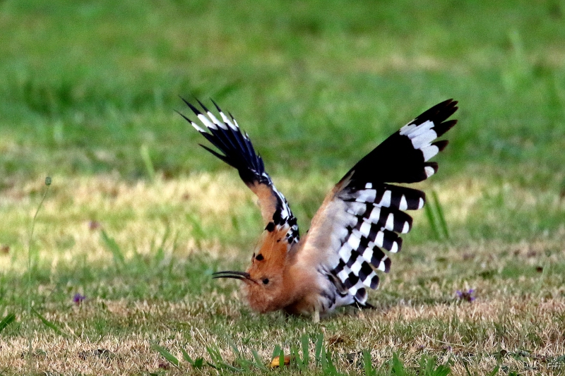 Photo Oiseaux Huppe fasciée (Upupa epops)