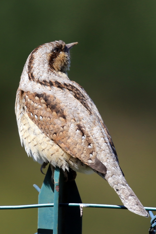 Photo Oiseaux Torcol fourmilier (Jynx torquilla)