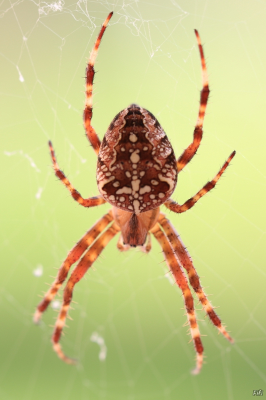 Photo Araignées Epeire diadème (Araneus diadematus)