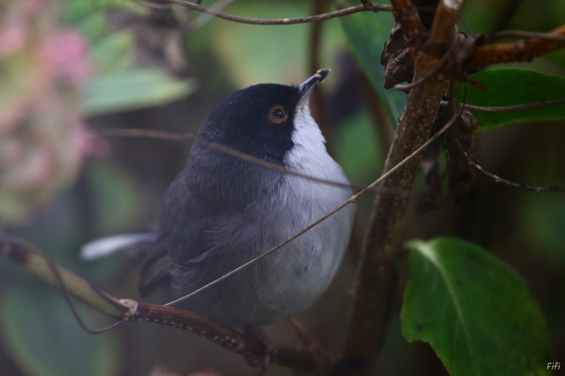 Photo Oiseaux Fauvette mélanocéphale (Sylvia melanocephala)