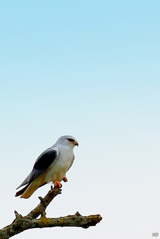 Photo Oiseaux Elanion blanc (Elanus caeruleus)