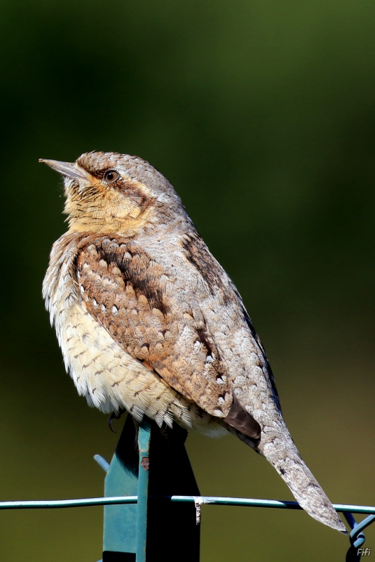 Photo Oiseaux Torcol fourmilier (Jynx torquilla)