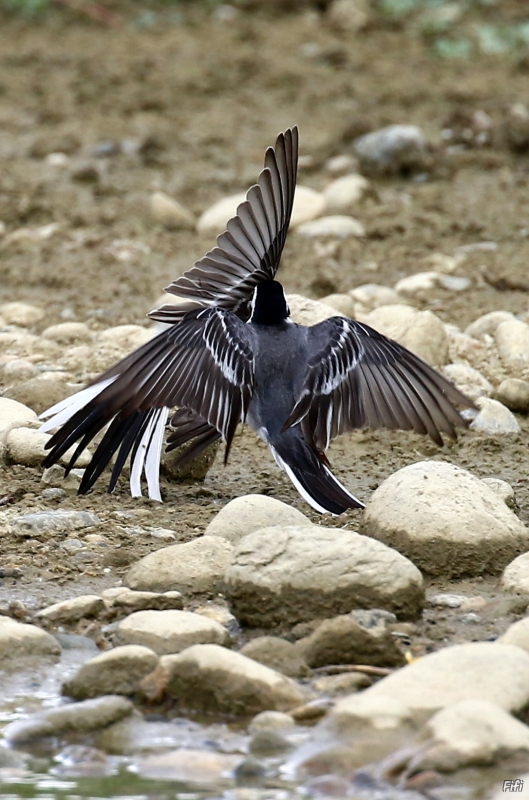 Photo Oiseaux Bergeronnette grise (Motacilla alba)