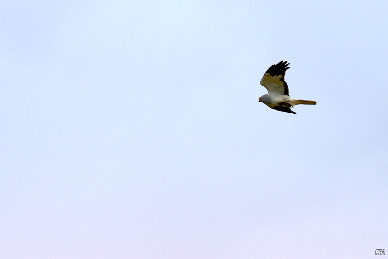 Photo Oiseaux Busard de montagu (Circus pygargus) 