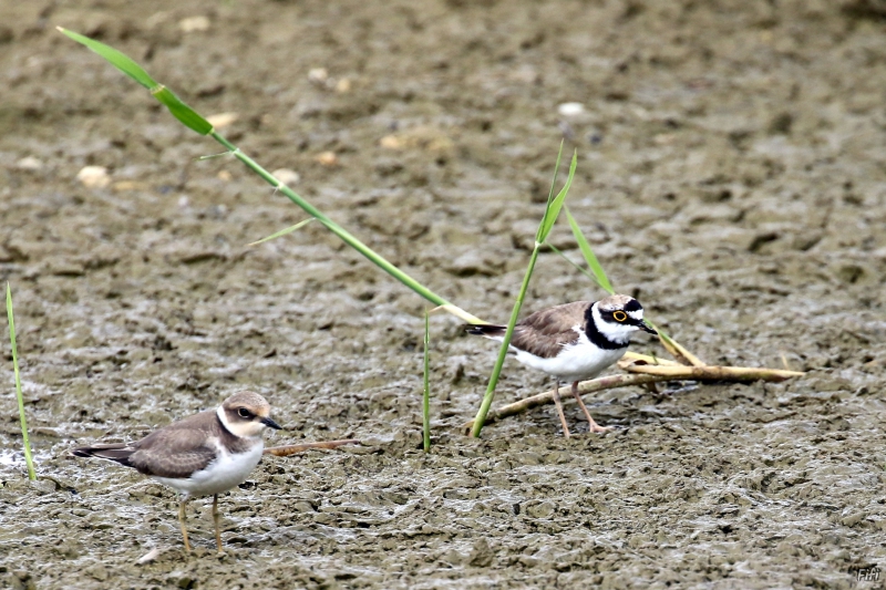 Photo Oiseaux Petit gravelot (Charadrius dubius)