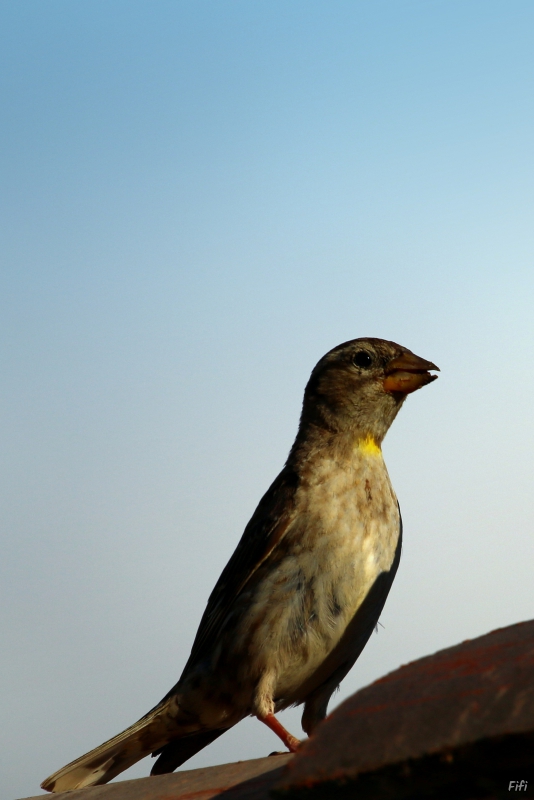 Photo Oiseaux Moineau soulcie (Petronia petronia)