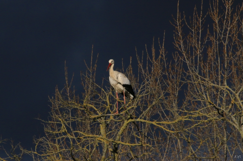 Photo Oiseaux Cigogne blanche (Ciconia ciconia)