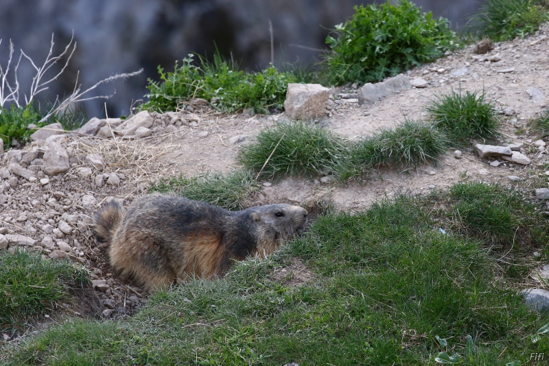 Photo Mammifères Marmotte (Marmota marmota)