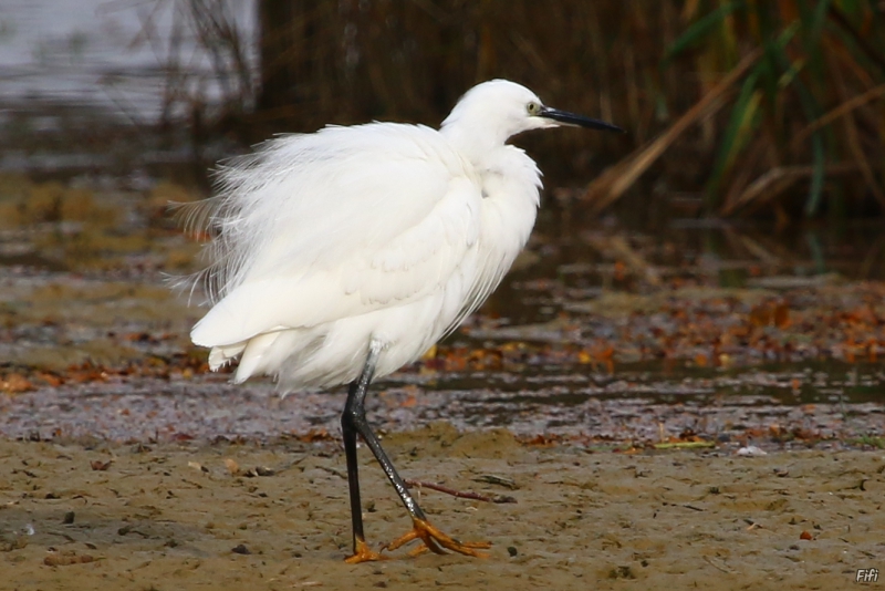 Photo Oiseaux Aigrette garzette (Egretta garzetta)