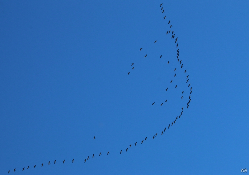 Photo Oiseaux Grue cendrée (Megalornis grus)