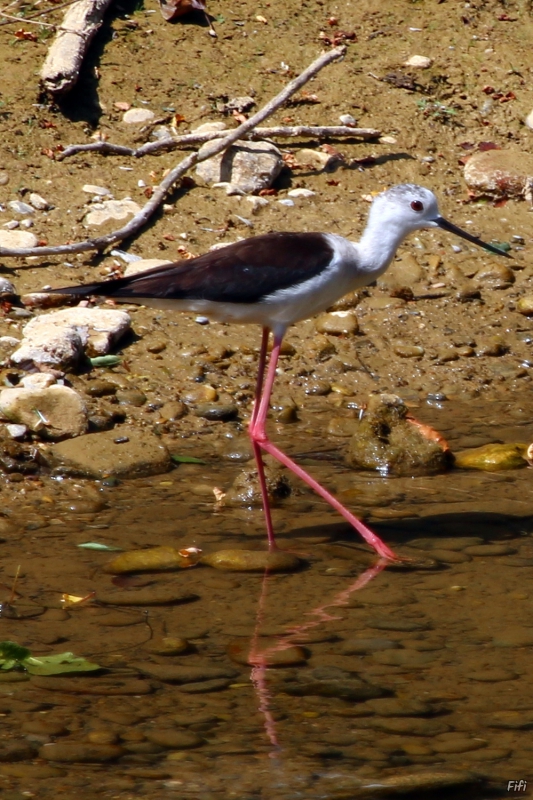 Photo Oiseaux Echasse Blanche (Himantopus himantopus)