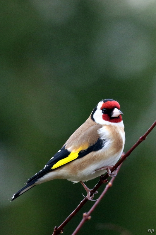 Photo Oiseaux Chardonneret élégant (Carduelis carduelis)