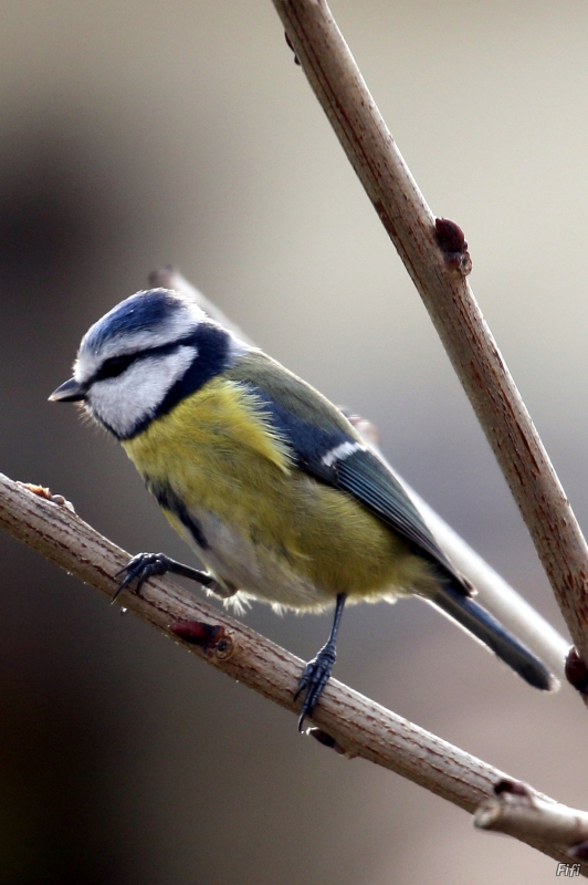 Photo Oiseaux Mésange bleue (Cyanistes caeruleus)