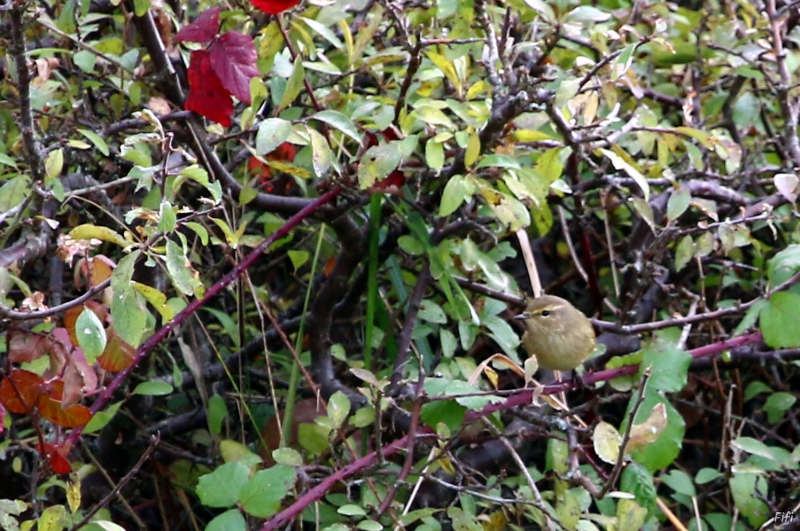 Photo Oiseaux Pouillot véloce (Phylloscopus collybita)