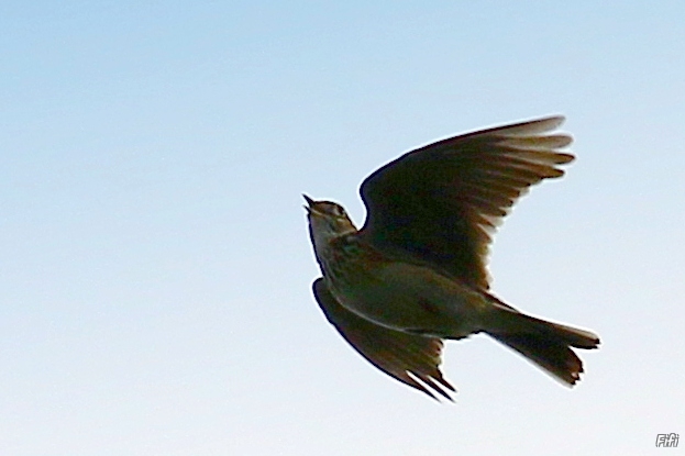 Photo Oiseaux Alouette des champs (Alauda arvensis)