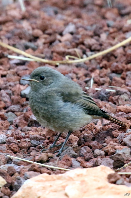 Photo Oiseaux Rouge-queue noir juvénile (Phoenicurus ochruros)