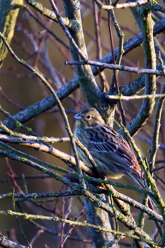 Photo Oiseaux Bruant jaune femelle (Emberiza citrinella)