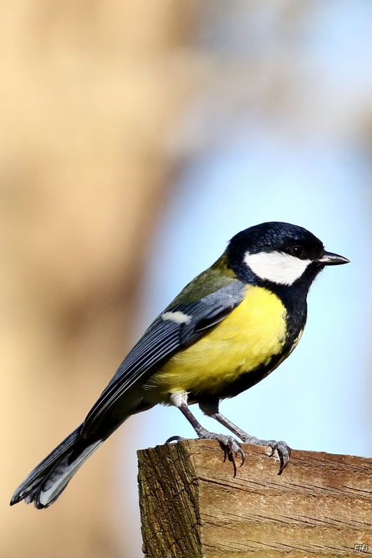 Photo Oiseaux Mésange charbonnière (Parus major)