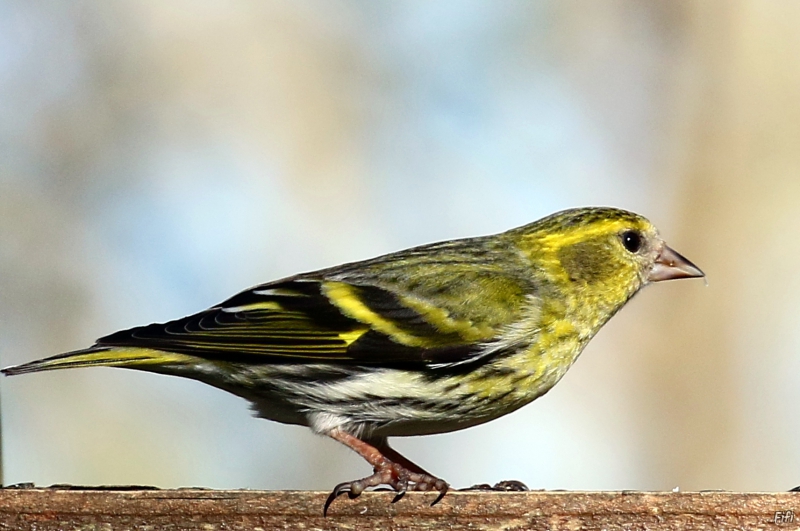 Photo Oiseaux Tarin des aulnes (Carduelis spinus)